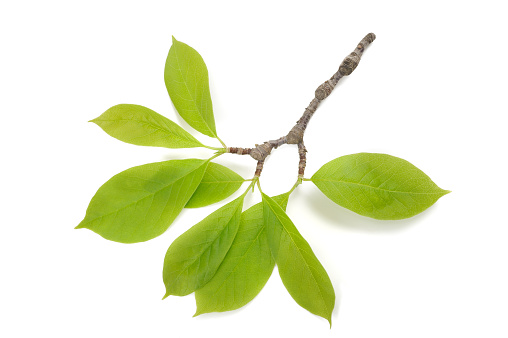 rama magnolia con hojas photo