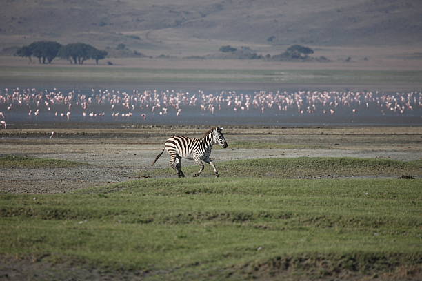 istock Zebra Botswana Africa savannah wild animal picture 597636830