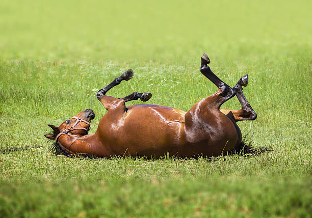 istock brown horse lying on his back in the green grass 597638292