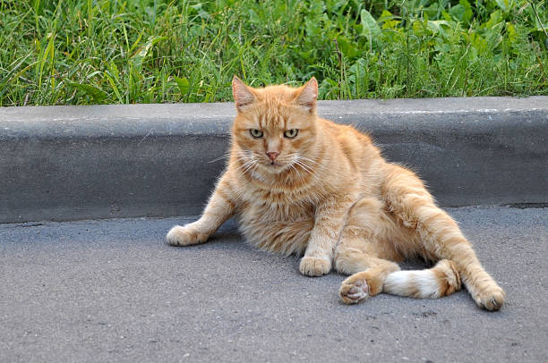 istock serios cat sitting on a street 597638382