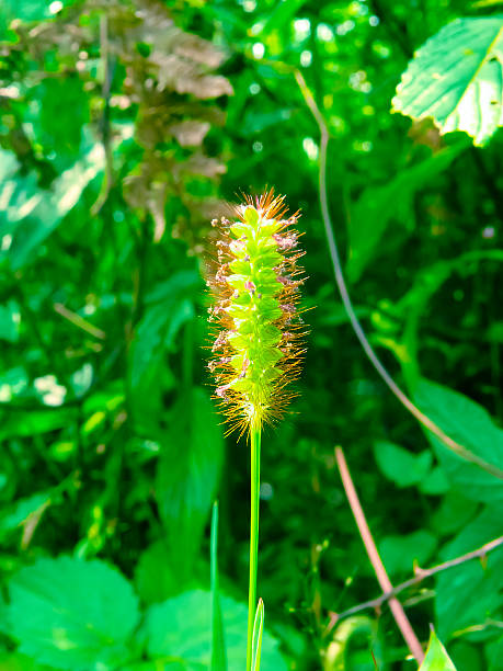 istock Setaria virides (L.) Ess. Agrost grass. India 597638776