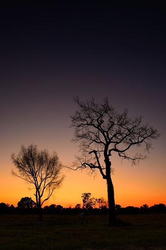 Dead Tree Shadows Shadow Dead Trees Stock Photo - Download Image Now - Abstract ...
