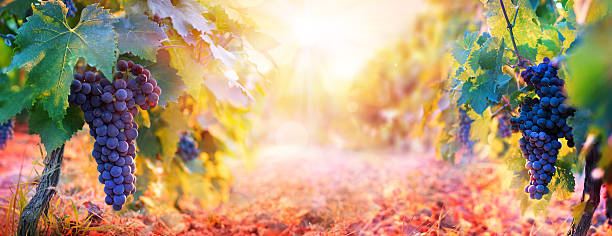 vignoble dans la récolte d’automne avec des raisins mûrs au coucher du soleil - sunlit grapes photos et images de collection