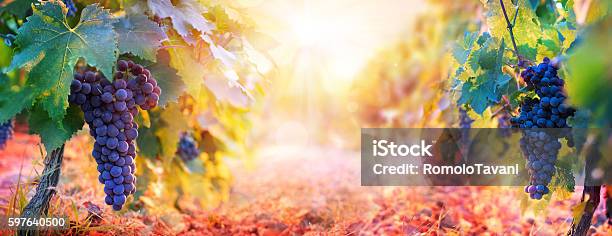 Vineyard In Fall Harvest With Ripe Grapes At Sunset Stock Photo - Download Image Now