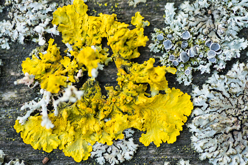 Fungus, multicolored Lichen on 50 years old wood table like blurred skull on eyes of hornet head for background.