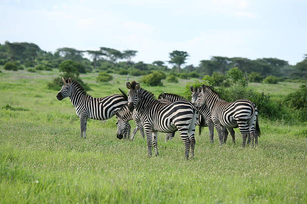 istock Zebra Botswana Africa savannah wild animal picture 597640836