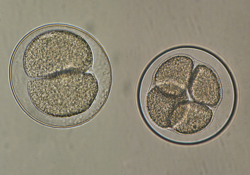 sea urchin eggs fertilization