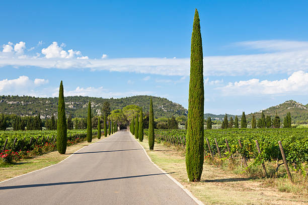 istock Cypresses alley through vineyards 597642300