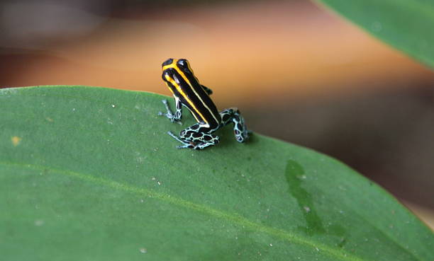 istock Poison dart frog sitting on green leaf in amazon, Brazil 597642480