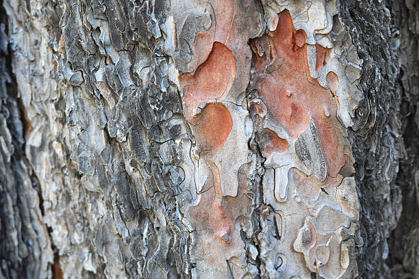 istock Close-Up Natural Weathered Tree Trunk Textured Background 597642600