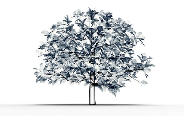 immagine a raggi x di un albero isolato su bianco - roentgenogram foto e immagini stock