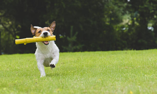 istock Happy dog playing and fetching toy stick at back yard 597643266