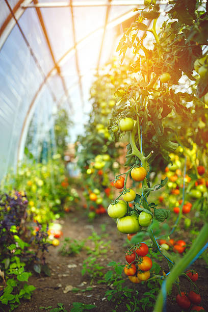 istock Natural tomato greenhouse 597644374