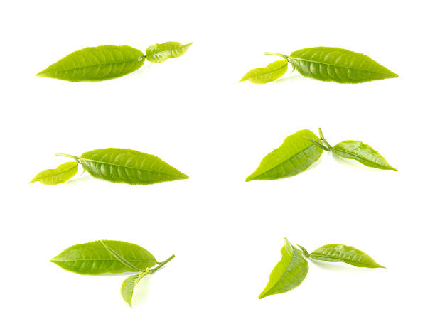 istock Green tea leaves collection on white background. 597644774