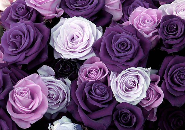 istock Different colors of roses 597645138