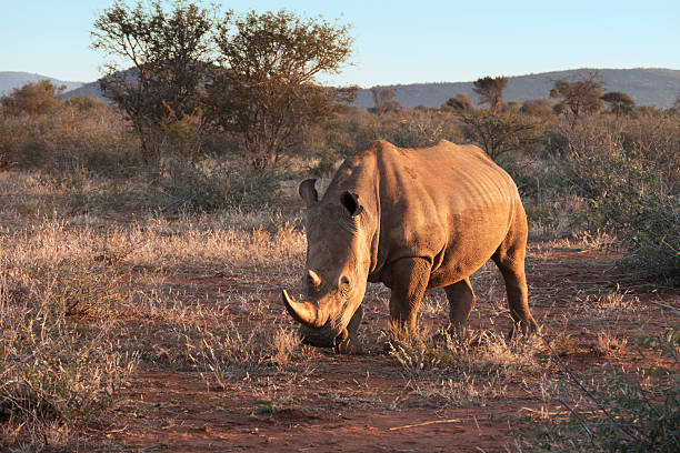biały nosorożec w: madikwe game reserve, republika południowej afryki - nosorożec biały zdjęcia i obrazy z banku zdjęć