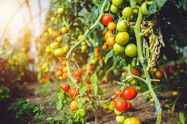 istock Natural tomato greenhouse 597645984