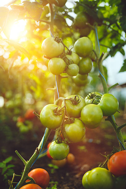 istock Natural tomato greenhouse 597646472