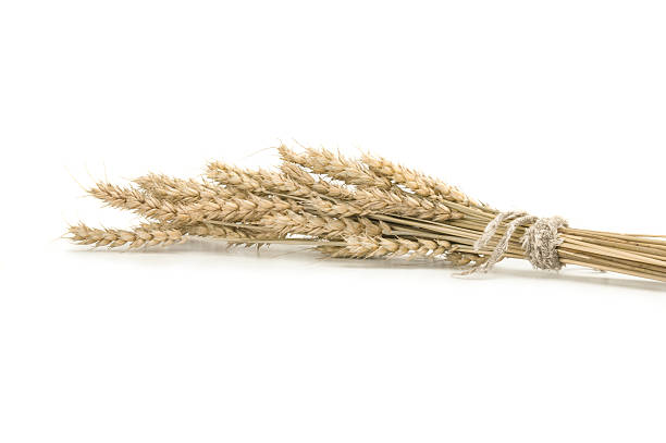 istock bunch of ripe ears on white background 597646576