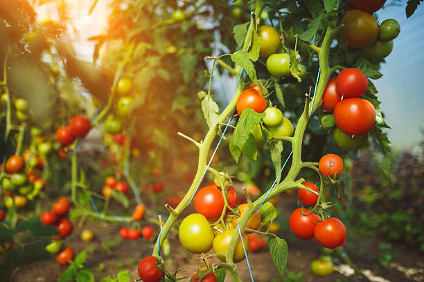 istock Natural tomato greenhouse 597646640