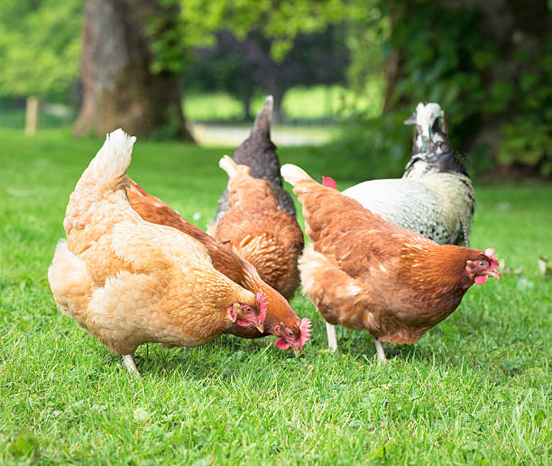 istock Group of chickens foraging outdoors 597647074