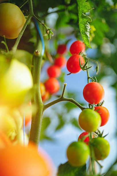 istock Natural tomato greenhouse 597647198