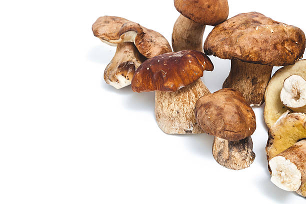 istock Group of appetizing mushrooms on a white background 597647326