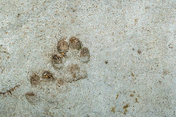 istock Dog foot print 597648578