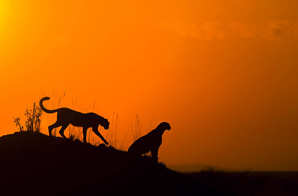 istock Cheetah Cub with Mother Silhouette 597648978