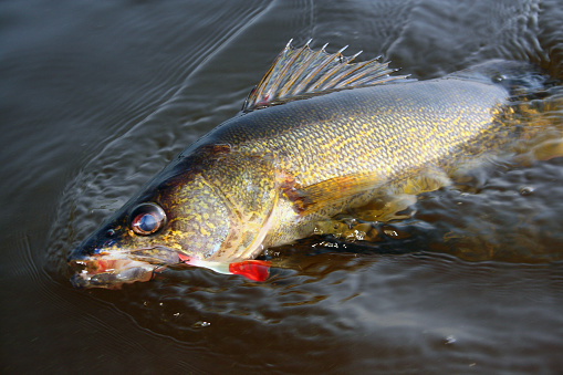 walleye fighting lure comes to the surface and nears the fisherman's net