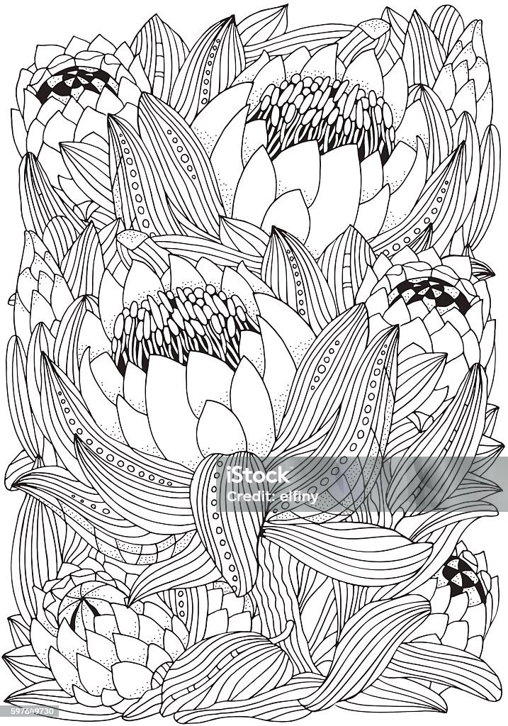 Coloring book page for adult and children. Protea flower art. Coloring book page for adult and children. A4 size. Protea flower art. King Protea. Black and white colors. Hand-drawn contour. Coloring stock vector