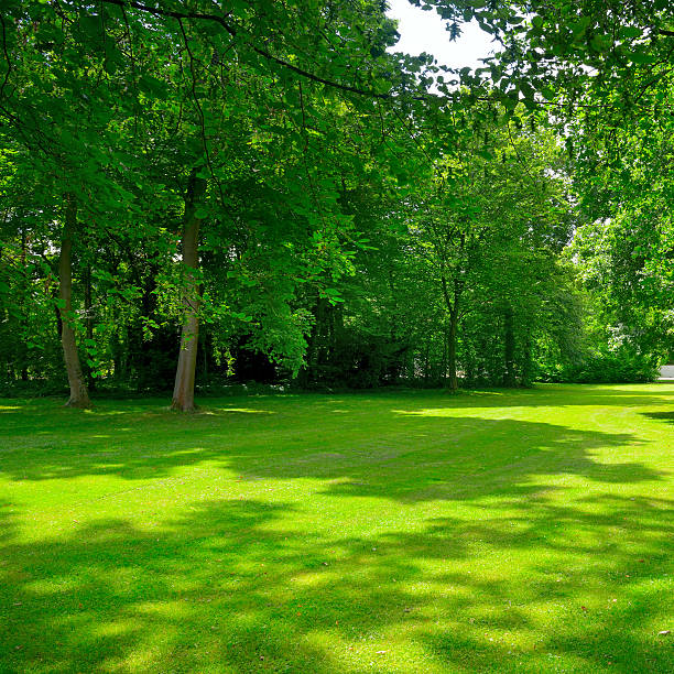 istock Beautiful clearing in park 597650126