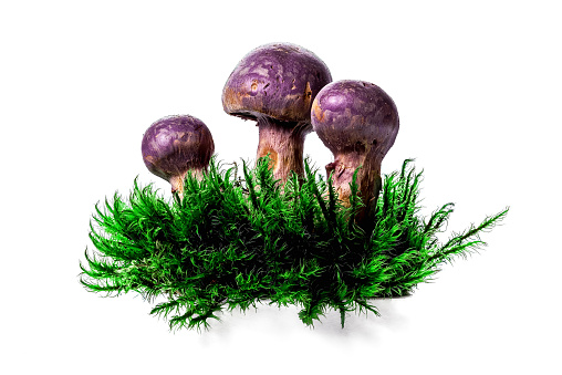 Purple webcap forest mushrooms in deep moss isolated over white