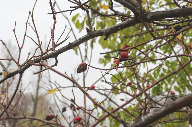 istock Dried berries on a naked branches without leaves in autumn 597651616