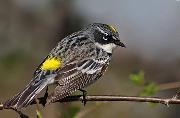 Photo of Yellow-rumped warbler