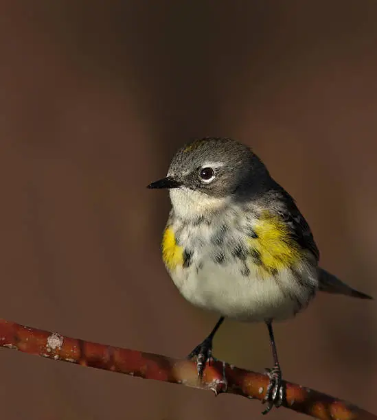 Photo of Yellow-rumped warbler