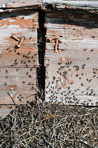 istock The invasion of the ants 597653640