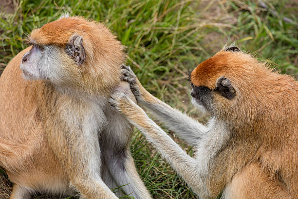 istock Two Patas Monkeys Take Care Each Other 597653644