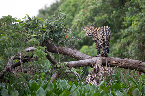 Jaguar photographed in Brazilian Pantanal.