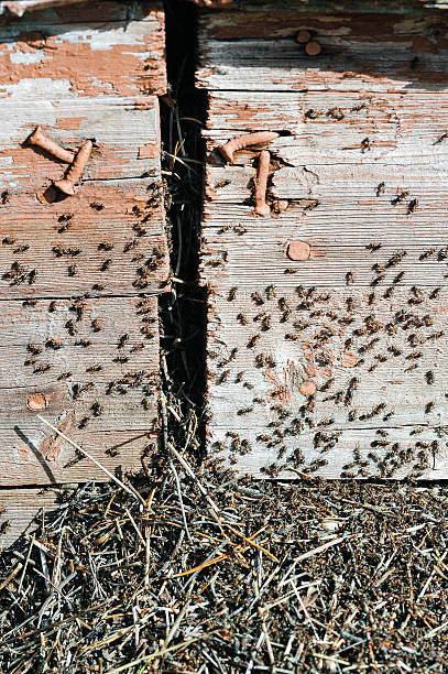 istock The invasion of the ants 597653870