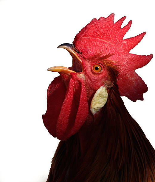 istock Brown Leghorn rooster crowing 597653914