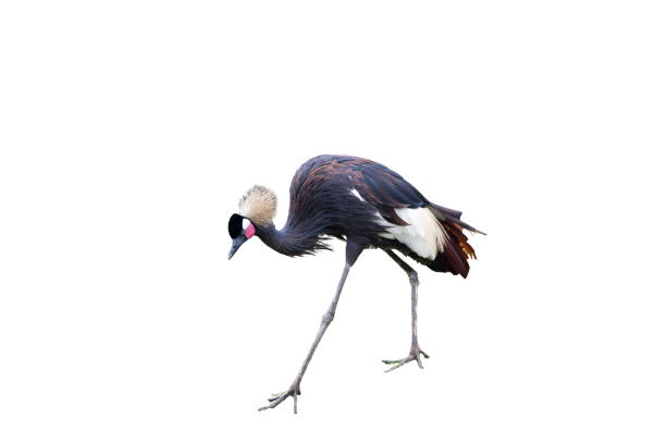 This is a stunning close up profile portrait image of wild exotic east african crowned crane bird