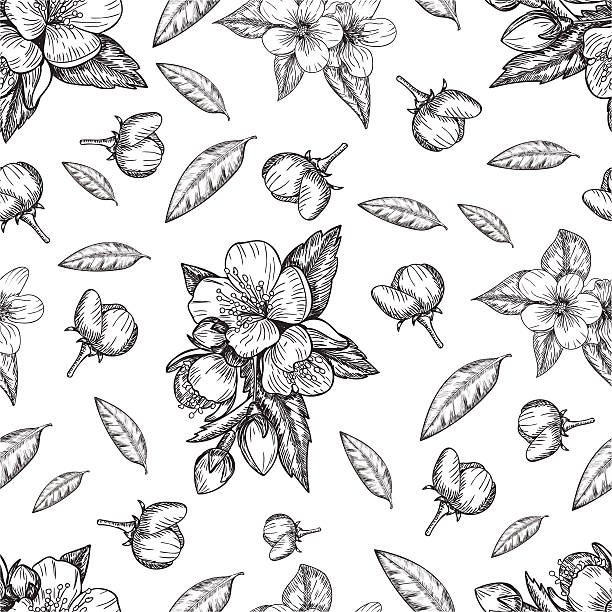 ilustraciones, imágenes clip art, dibujos animados e iconos de stock de flores de patrón sin costuras y hojas del manzano. vector - summer flower head macro backgrounds