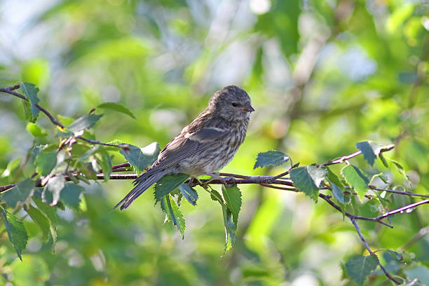 istock Carduelis flammea. A young bird among branches 597655118