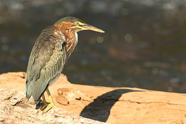 socó-mirím (butorides virescens) - virescens imagens e fotografias de stock