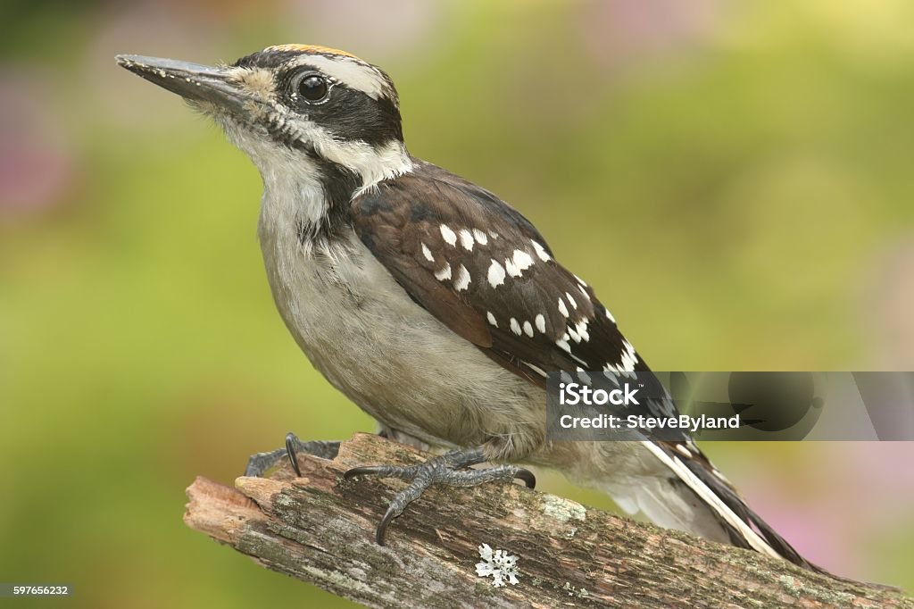 Hairy Woodpecker (Picoides villosus) Juvenile Hairy Woodpecker (Picoides villosus) on a branch colorful background Animal Stock Photo