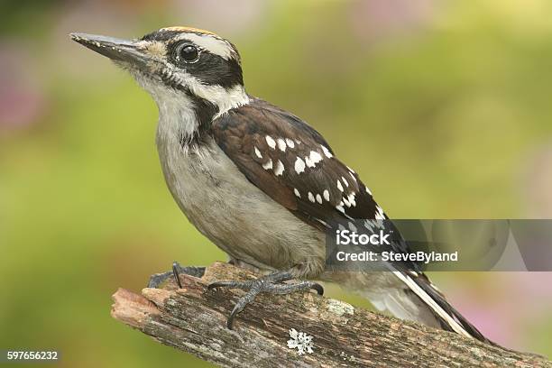 Hairy Woodpecker Stock Photo - Download Image Now - Animal, Animal Wildlife, Animals In The Wild