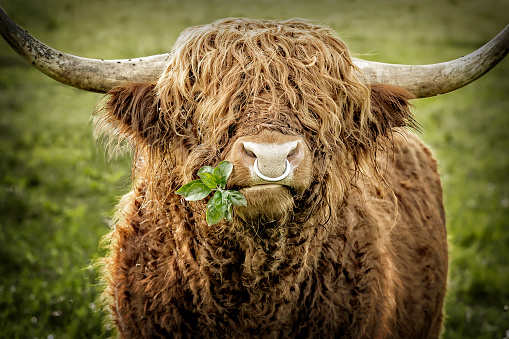 Close up of leaves chewing highland cattle bull with iron nose ring. A branch with some leaves shows cool out of the corner of his mouth.