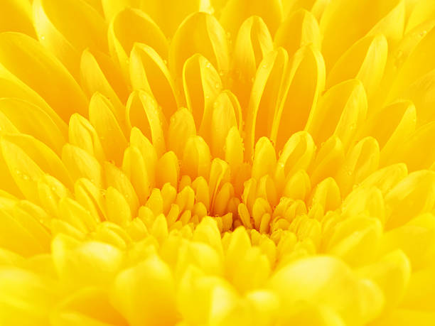 istock Yellow Chrysanthemum Flower Petals 597656770