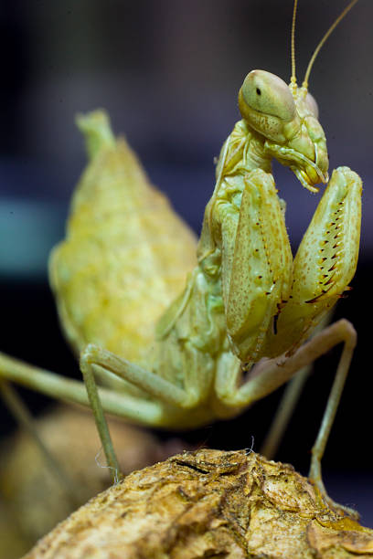 istock Macro image of an insect Praying mantis 597656784